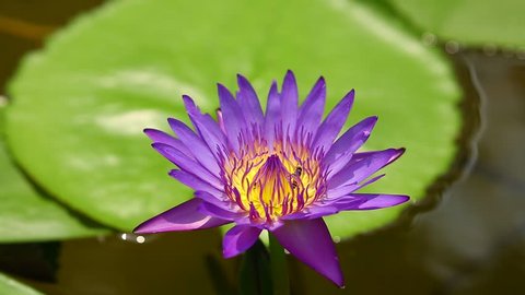 Purple lotus with flying bees