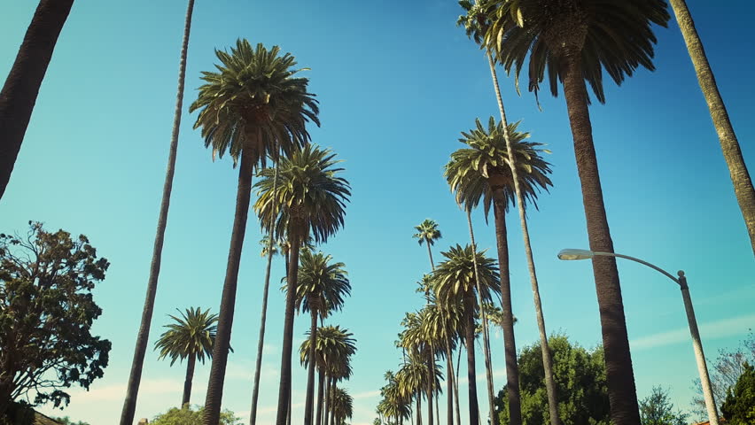 Beverly Hills street with palm trees. Sunny day. Los Angeles, California. United States. Royalty-Free Stock Footage #1007415148