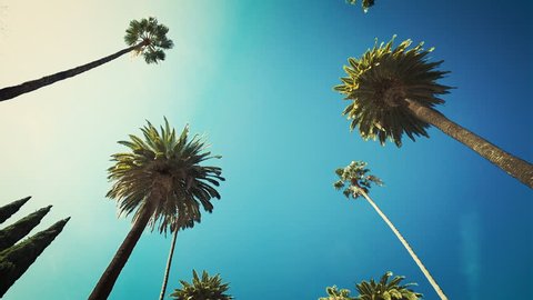 Palm trees passing by a sunny clear sky. Driving through the sunny Beverly Hills. Los Angeles, California. 