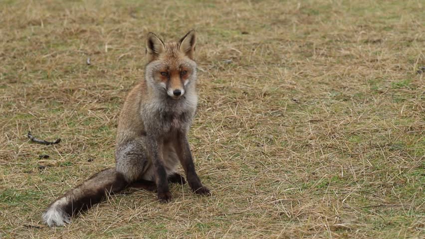 Old Red Fox Sitting on the Grass