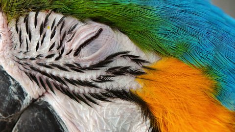 Close up Blue and gold macaw parrot eye.