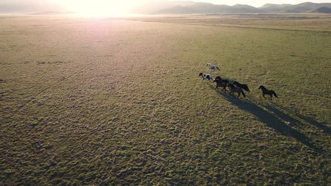 Aerial view of a herd of wild horses running across the landscape at sunrise / sunset.