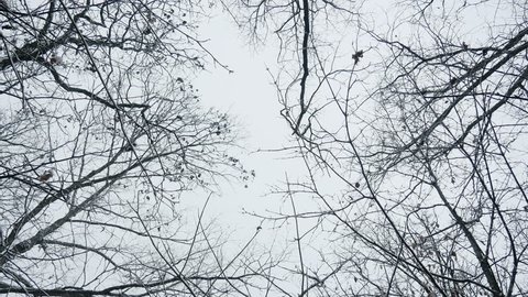 Looking up at bare trees and a cold winter sky in 4k. Low angle framed by branches. The exterior shot represents climate change, global warming, snow days and cancelled school for inclement weather.