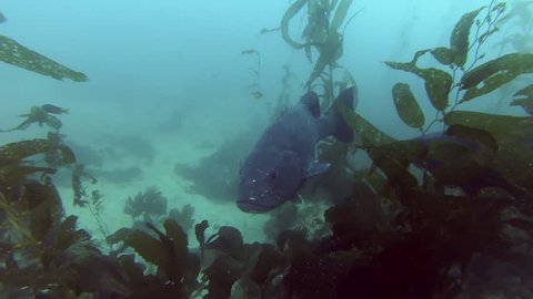 Two very big Black Sea Bass swimming through the reefs of kelp forests off Catalina Island, California.
