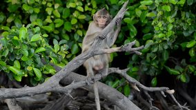 Monkey macaques sitting on tree branch