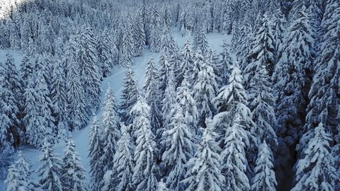 Winter Christmas season - snowy forest aerial shot / Beautiful winter panorama aerial drone shot. Santa is nearby.