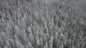 Aerial view of the snow-covered pine tree