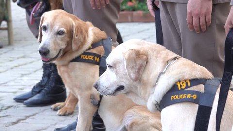 4K Labrador Dog Police K9
