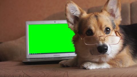 Dog Welsh Corgi Pembroke in glasses lies next to the laptop. Green screen.
