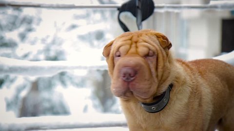 dog breed sharpei on snow background. shar pei dog in winter season