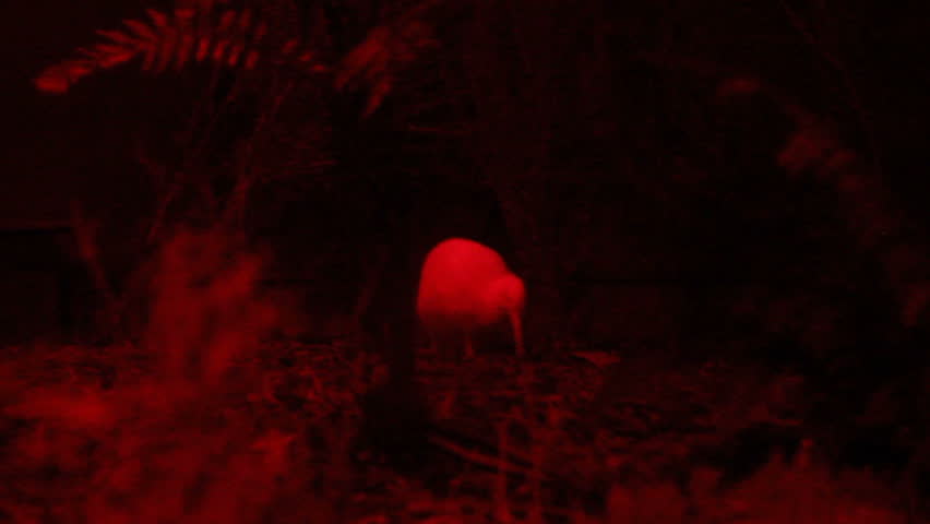 New Zealand native kiwi bird searching for food
