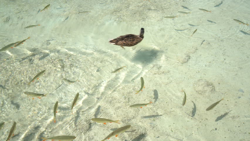 Clear shallow water with fish and duck swimming in the water. Shot at Plitvice Lakes, Croatia. Plitvice Lakes National Park is the UNESCO World Heritage in mountain Karst area of central Croatia.