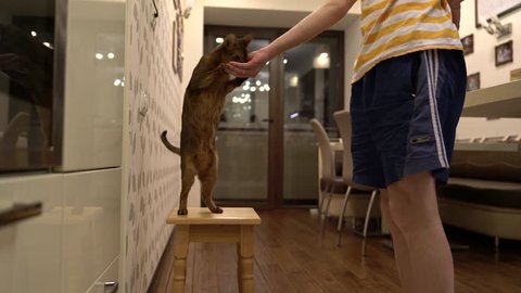 Cute abyssinian cat asks a man for food stroking his hand. Man feeding cat