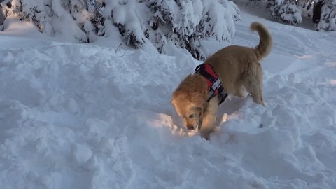 Rescue dog and a volunteer from Mountain rescue service participate in a training for finding people buried in an avalanche. Both men and animals are trained before going on duty. 4k.