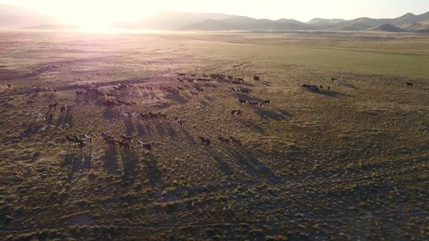 Aerial view of wild horses running revealing more horses as the Sun shines over the mountain top.