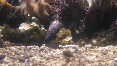 Soft corals on sea bottom. Underwater fullHD 50 fps footage