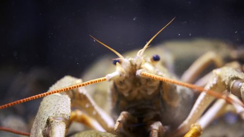 lobsters on the ocean floor Stock Video