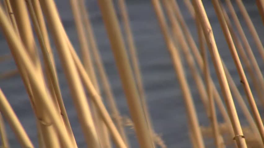 Dry stems of the common reed grass (Phragmites australis) swaying in the wind against a spring pond
