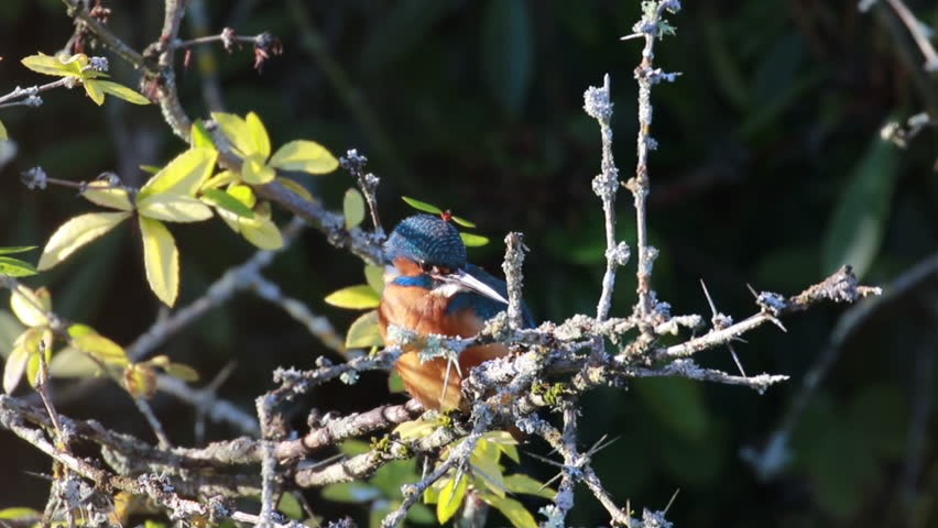 kingfisher, Alcedinidae, perched on branch beside pond in winter and flying away, morayshire, scotland