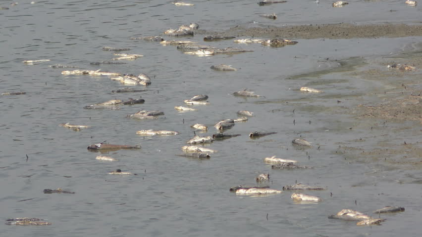 Dead fish, died from pollution, contamination, hot weather, low water, heat, migrating birds and scavengers are going to eat them Royalty-Free Stock Footage #1007475607