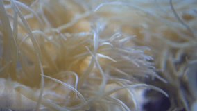 4K close-up sea anemones	