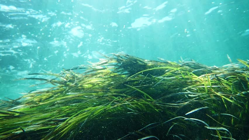 Neptune Grass Bushes (posidonia Oceanica) Stock Footage Video (100% ...