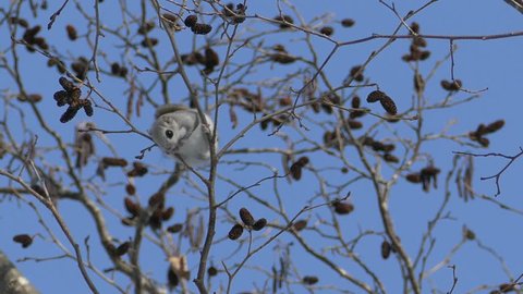 Cute wild small animals living in Japan:Pteromys momonga to jump to the next tree against the blue sky.
