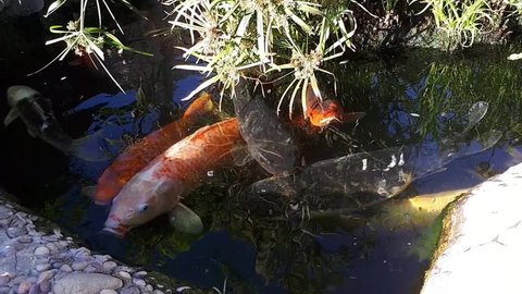 Japanese carp in water, Japanese KOI Carp floats in a decorative pond. Fancy Carp or Koi Fish are red,orange, white. Decorative bright fish floats in a pond. Close-up