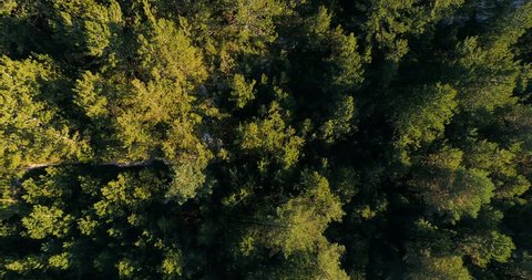 4K HD Aerial view camera moves rising up from green forest.