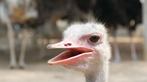 Very funny faces of ostriches that are smiling in the video camera