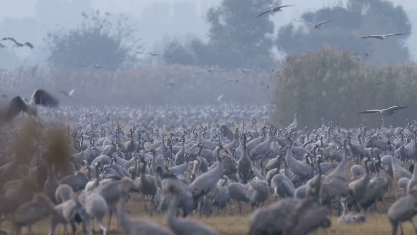 Common Crane Flock flying and Feeding
Common Crane Flock in feeding area, Agamon Hula valley North Israel

