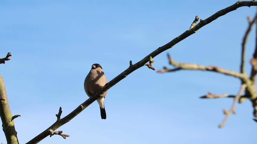 Isolated Female Bullfinch, Small Song Bird, Singing, Perched In Tree.