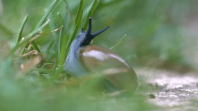 A snail moving slowly on the grass