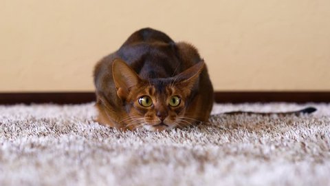 Funny abyssinian cat playing on carpet. Big scared eyes