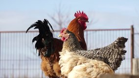 Free range healthy rooster chicken in rural area, Hungarian countryside. 
Domestic poultry in small sustainable organic farm. Slow motion footage. 