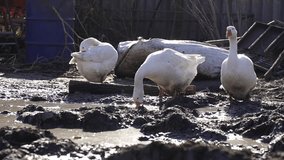 Free range healthy goose in rural area, Hungarian countryside. 
Domestic poultry in small sustainable livestock organic farm. Slow motion footage. 