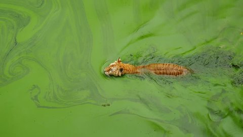 Top view of bengal tiger walking along river with many green duckweed.
