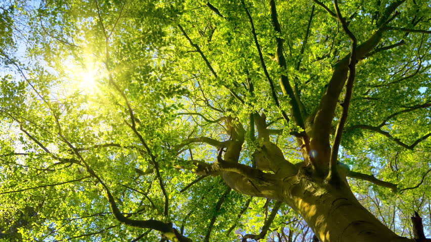 The spring sun gently shining through the fresh green branches of a large beech tree Royalty-Free Stock Footage #1007510689