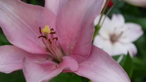 Pink plant Lilium bulbiferum details close-up HD footage - Herbaceous tiger lily flower video.