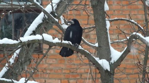 Rook sits on a branch during a snowfall and is indignant (Corvus frugilegus)