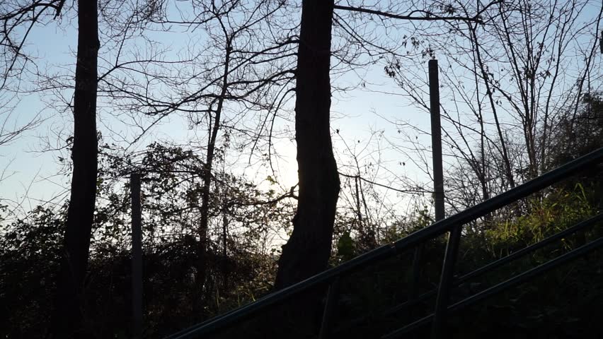 sun filtering through trees in the afternoon