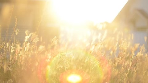 lens flare over the grass in nature with warm tone