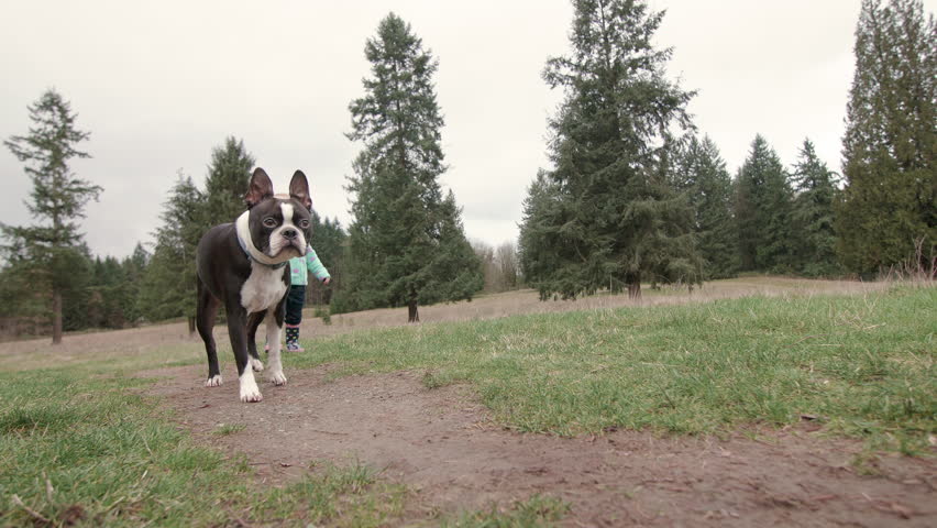 Baby Girl Walking Boston Terrier Dog on Leash Close Up