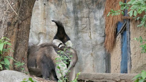 A pair of anteaters is in the khao kheo zoo, Thailand