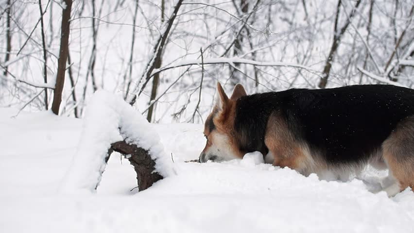 corgis pulling sled