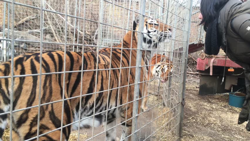 Tigers in the cage and young women looking at each other.