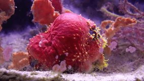 Australian red sea apple (Pseudocolochirus axiologus) underwater fullHD footage 50 fps