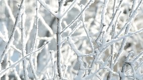 Beautiful winter forest natural Christmas background. Snowy icy sunny branches of trees moving in frosty wind. Real time full hd video footage.
