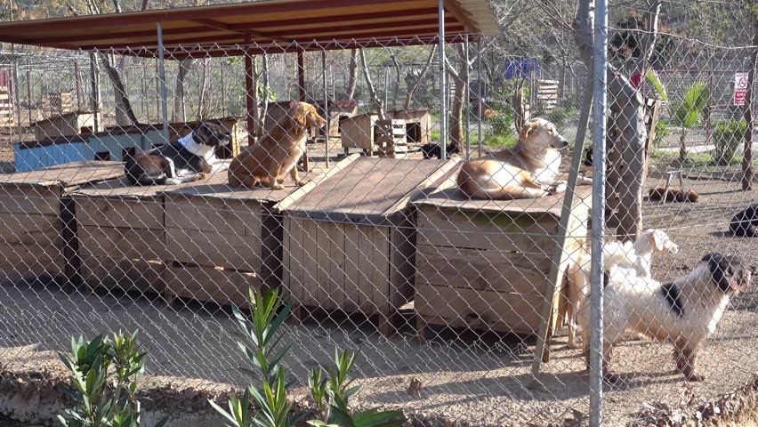 4K Viewing dogs behing gratings enclosed in pen, audio

