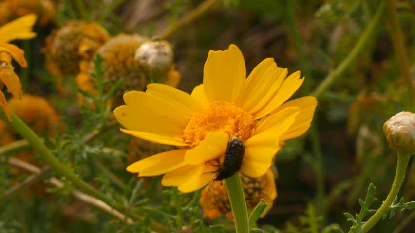 Insects and yellow daisy, close-up, The beetle creeps over the flower